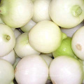 New Crop Fresh Peeled Onion (all size)